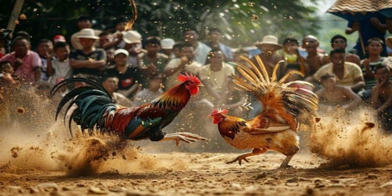 Đừng bỏ lỡ cơ hội khủng khi tham gia trực tiếp tại trường gà C1